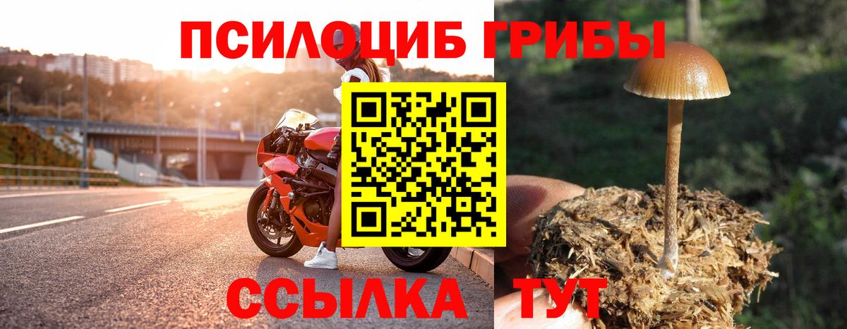 Галлюциногенные грибы Psilocybe  Вход с VPN  Псилоцибиновые грибы MAGIC MUSHROOMS  хочу наркоту  Новозыбков 