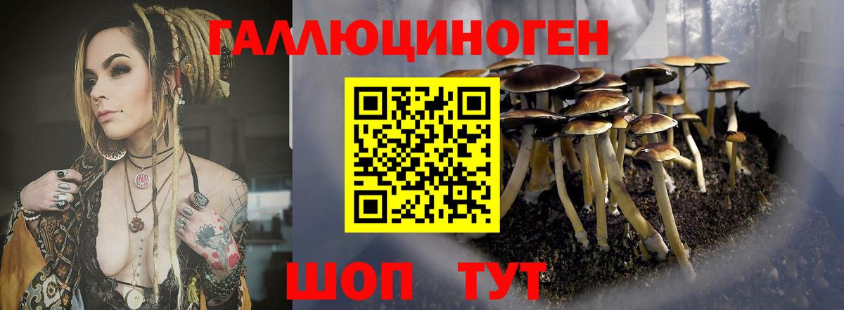 Галлюциногенные грибы Psilocybe Новозыбков